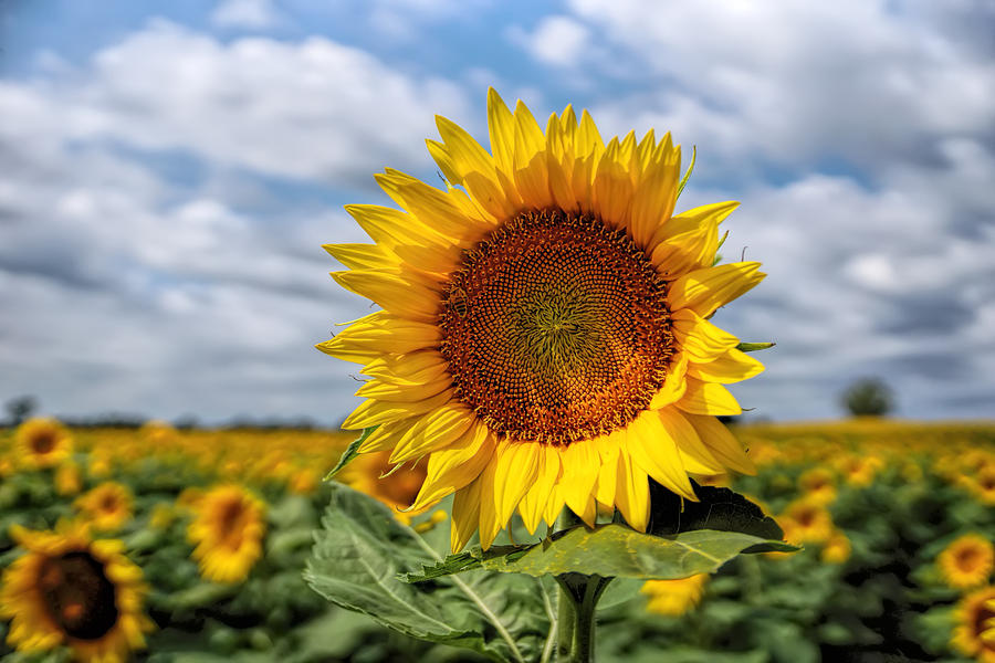 Kansas Sunflower #2 Photograph by Alan Hutchins
