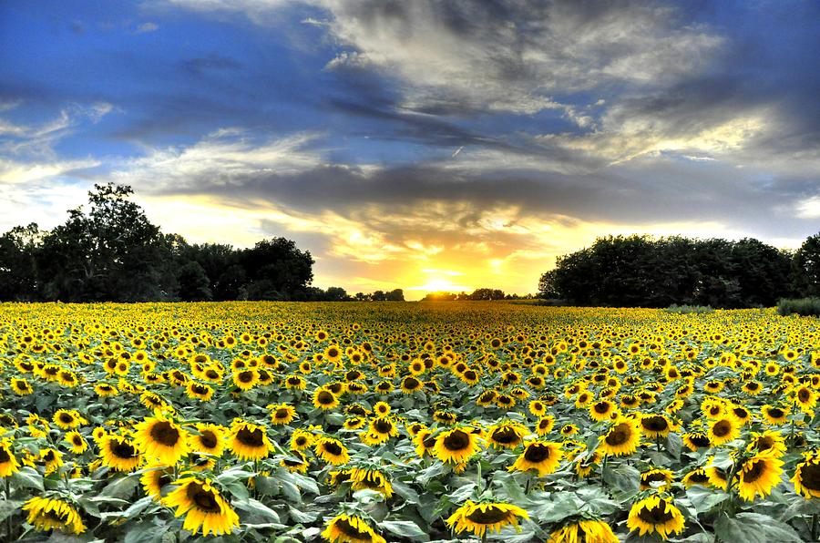 Sunset on the Sunflowers Photograph by Jean Hutchison