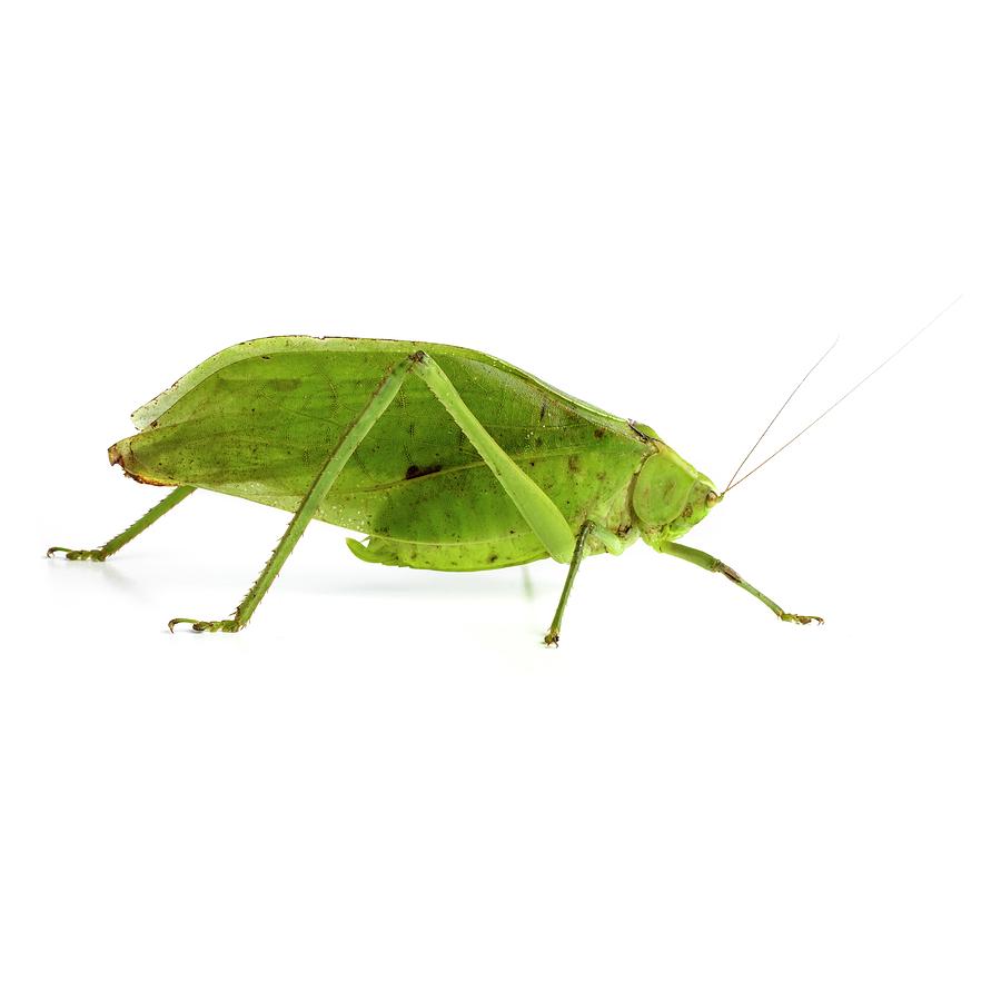 Katydid #2 by Science Photo Library