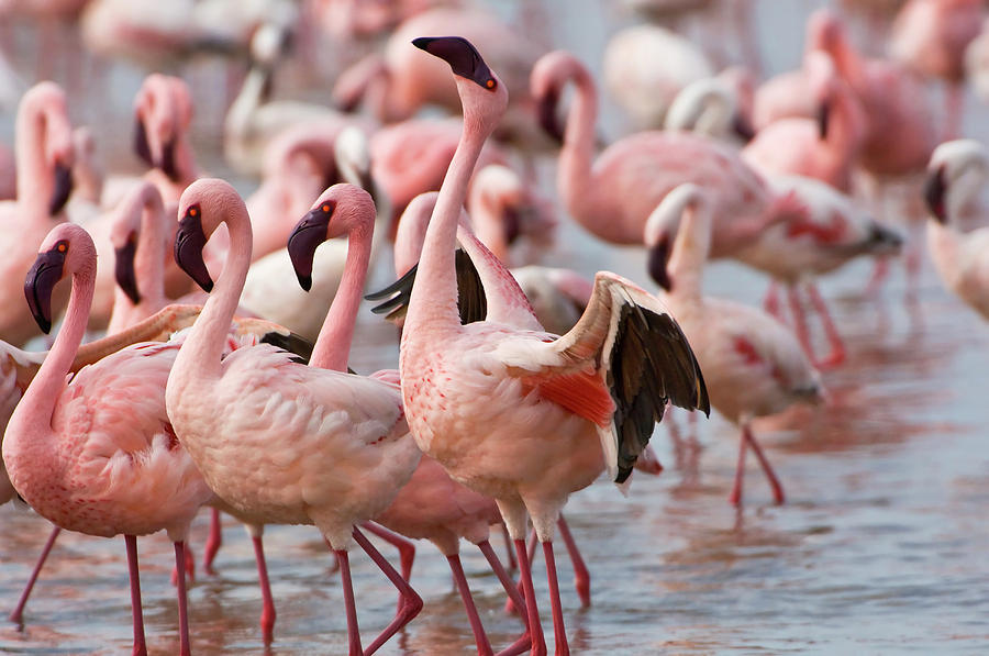 Flamingo Photograph - Kenya, Lake Nakuru National Park #2 by Jaynes Gallery