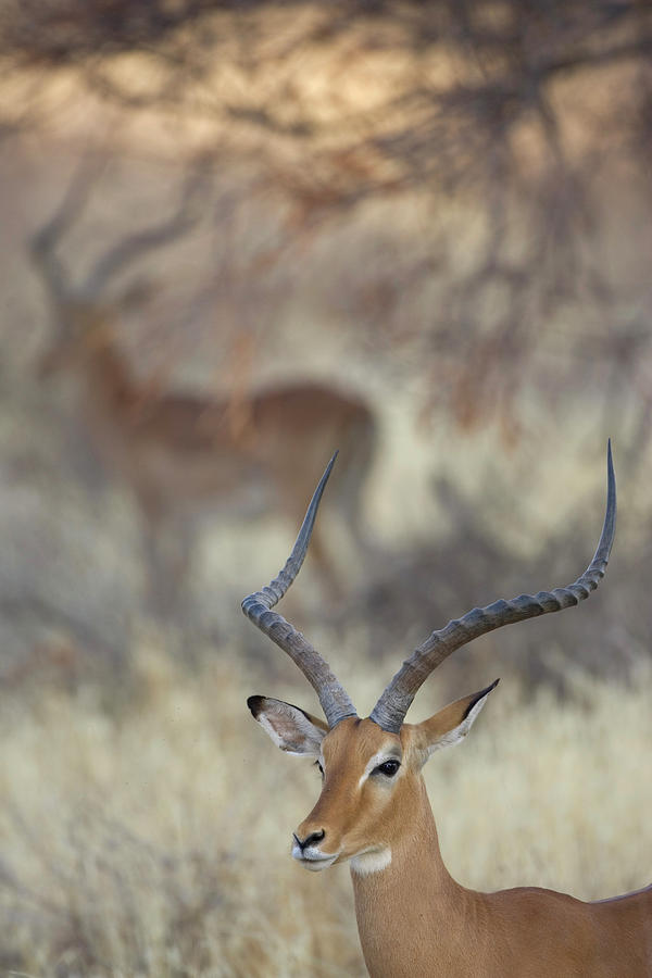 Animal Photograph - Kenya, Samburu National Reserve #2 by Jaynes Gallery