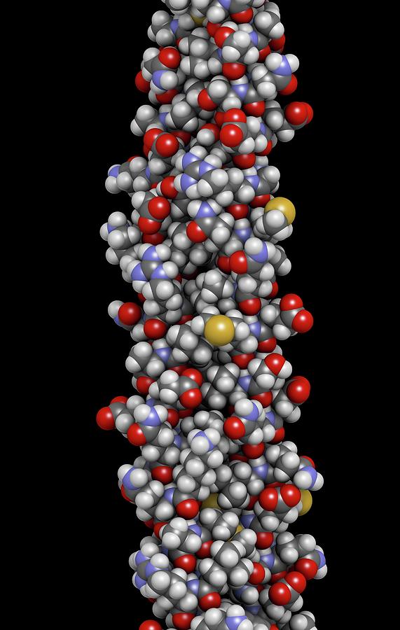 Keratin Filament Molecule #2 Photograph by Molekuul/science Photo Library