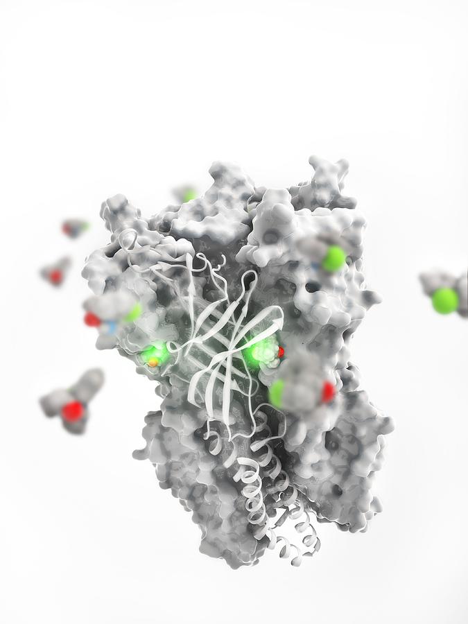 Ketamine drug binding to ion channel Photograph by Science Photo ...