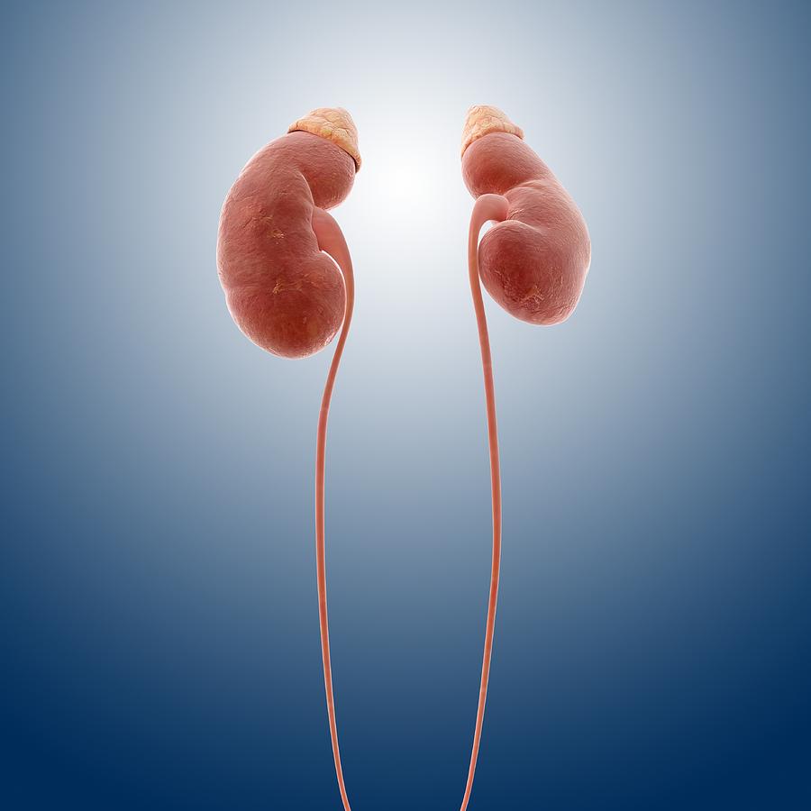 Organ Photograph - Kidneys and ureters, artwork #2 by Science Photo Library