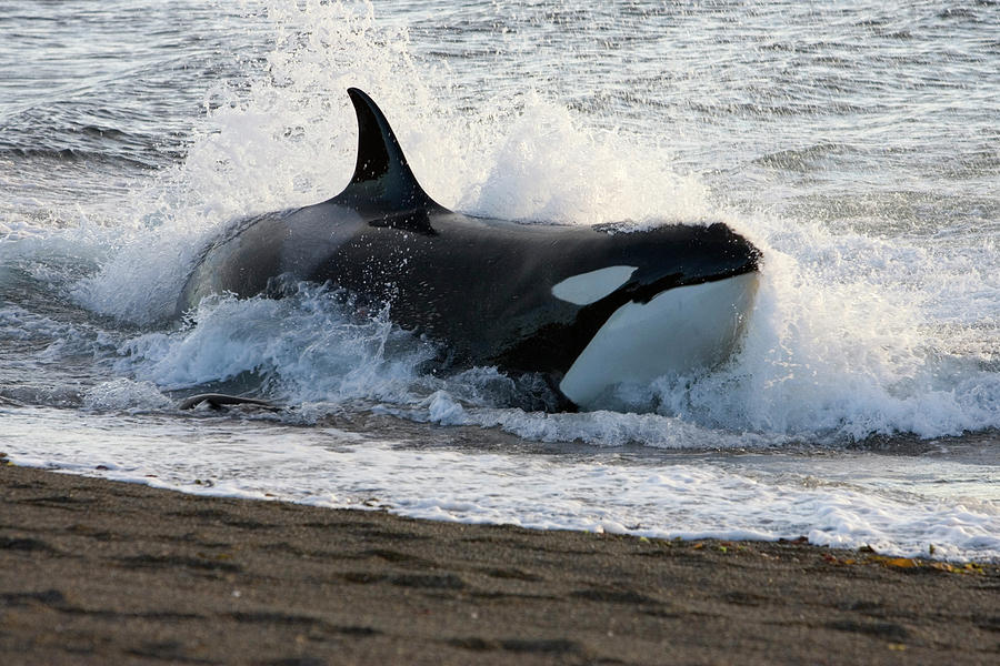 Killer Whale, Patagonia Photograph by Francois Gohier - Vwpics - Fine ...