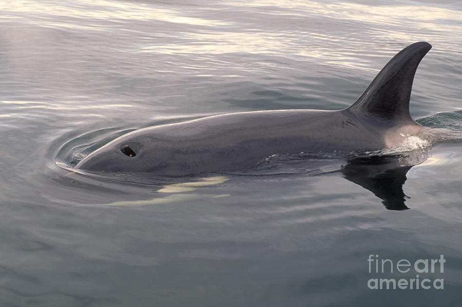 Killer Whale #2 Photograph by Ron Sanford