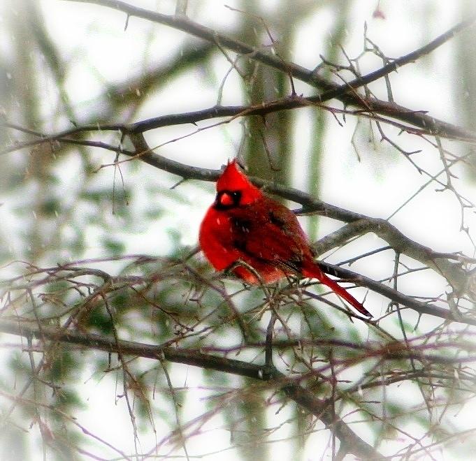 King Cardinal #2 Photograph by Barbara S Nickerson