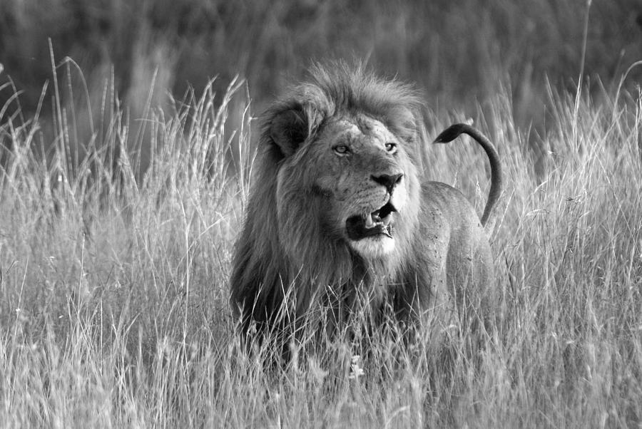 King of the Savanna #2 Photograph by Michele Burgess