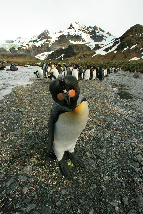 King Penguin #3 Photograph by Amanda Stadther