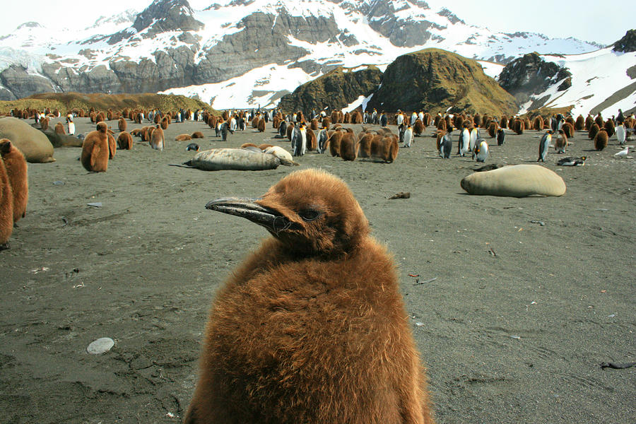 King Penguin Chick #2 Photograph by Amanda Stadther