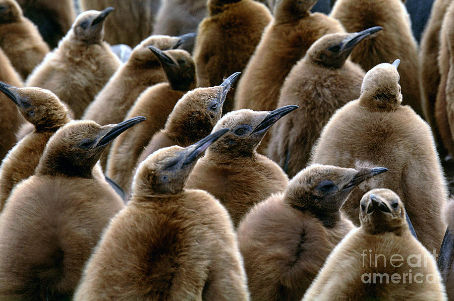 King Penguin Chicks #2 Photograph by Art Wolfe