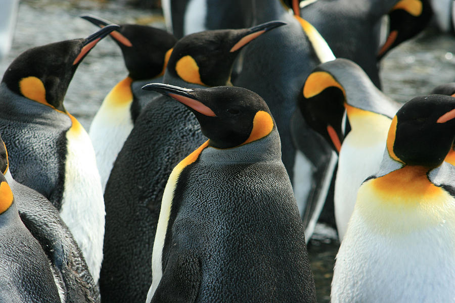 King Penguin Colony #2 Photograph by Amanda Stadther
