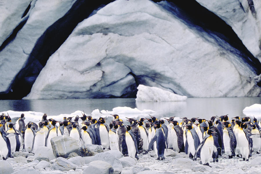 King Penguins #2 Photograph by Art Wolfe
