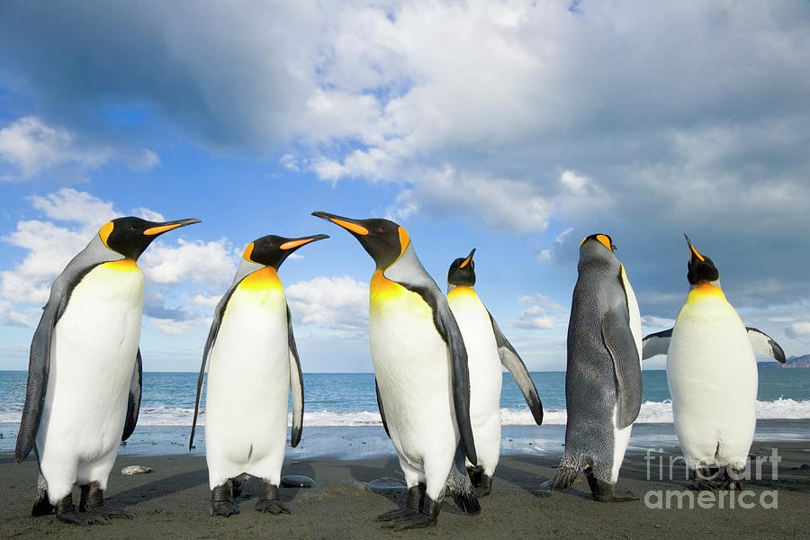 King Penguins in Gold Harbour  Photograph by Yva Momatiuk John Eastcott