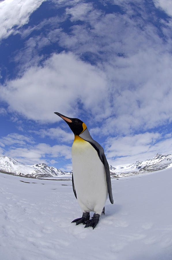 King Penguins St Andrews Bay South #2 Photograph by Malcolm Schuyl