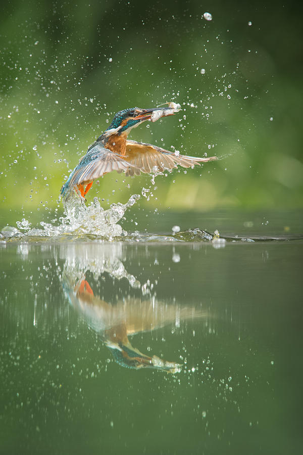 Kingfisher with catch. #2 Photograph by Andy Astbury