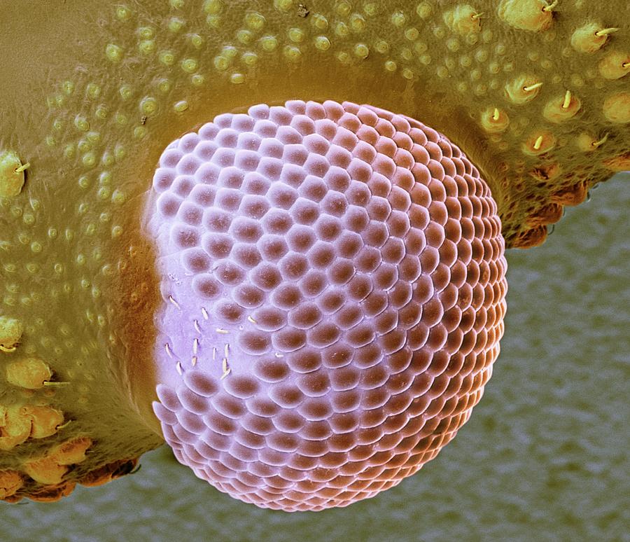 Kissing Bug Eye #2 Photograph by Science Photo Library Kissing Bug Eye #2 Photograph by Science Photo Library