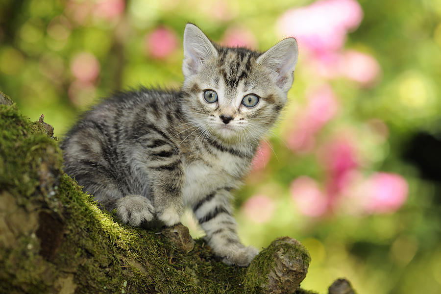 Cat Photograph - Kitten In Tree #2 by John Daniels