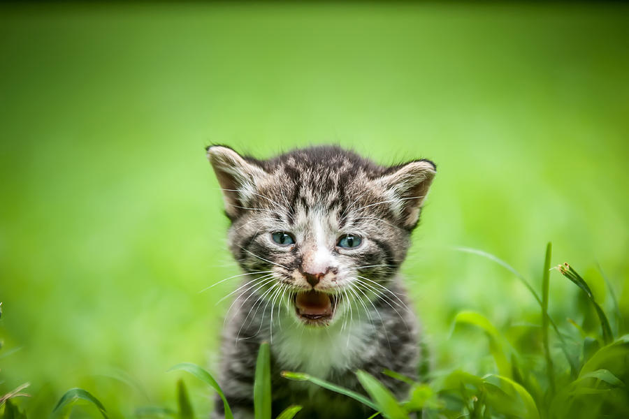 Nature Photograph - Kitty In Grass #2 by Alex Grichenko