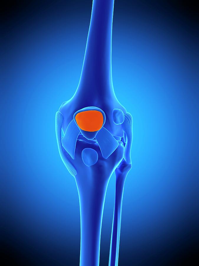 Knee Bursa Photograph by Sebastian Kaulitzki/science Photo Library - Pixels