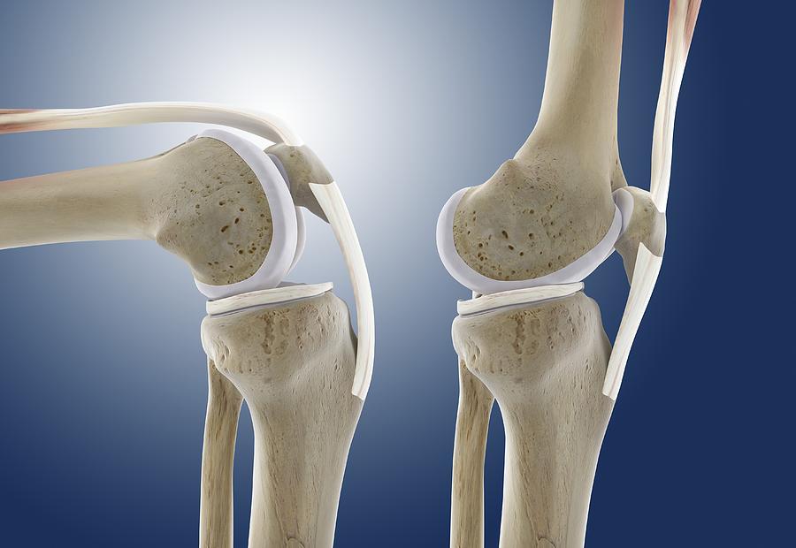 Knee flexion anatomy, artwork Photograph by Science Photo Library