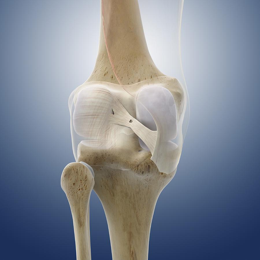 Knee ligaments, artwork Photograph by Science Photo Library - Fine Art ...