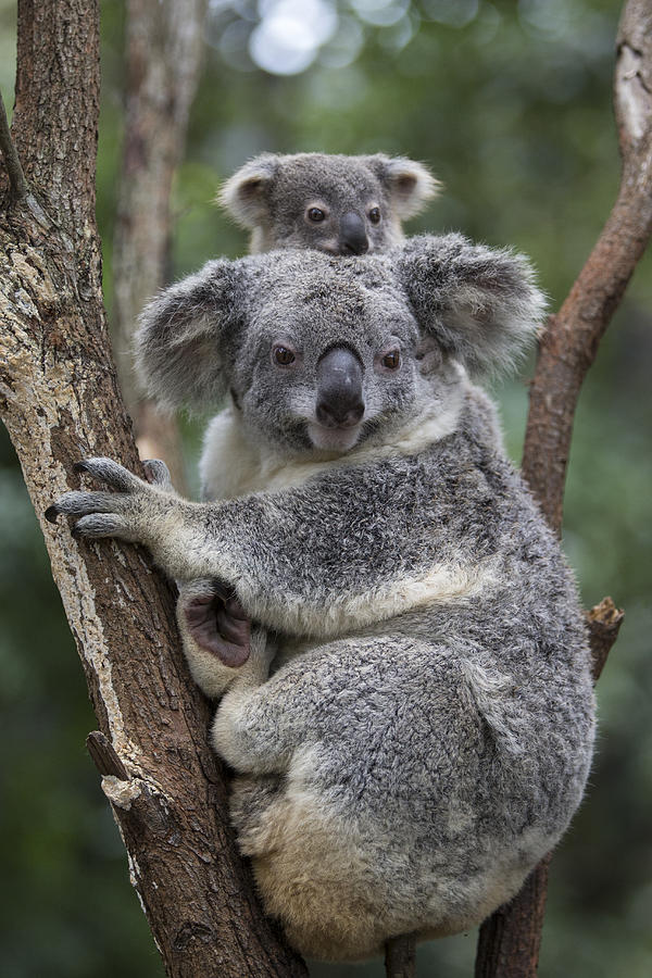 Koala Mother And Joey Australia Photograph By Suzi Eszterhas