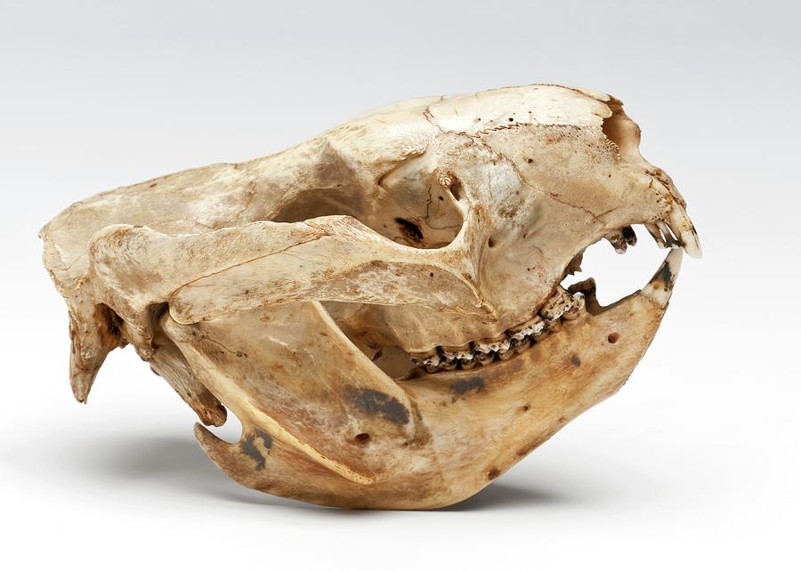 Still Life Photograph - Koala Skull #2 by Ucl, Grant Museum Of Zoology