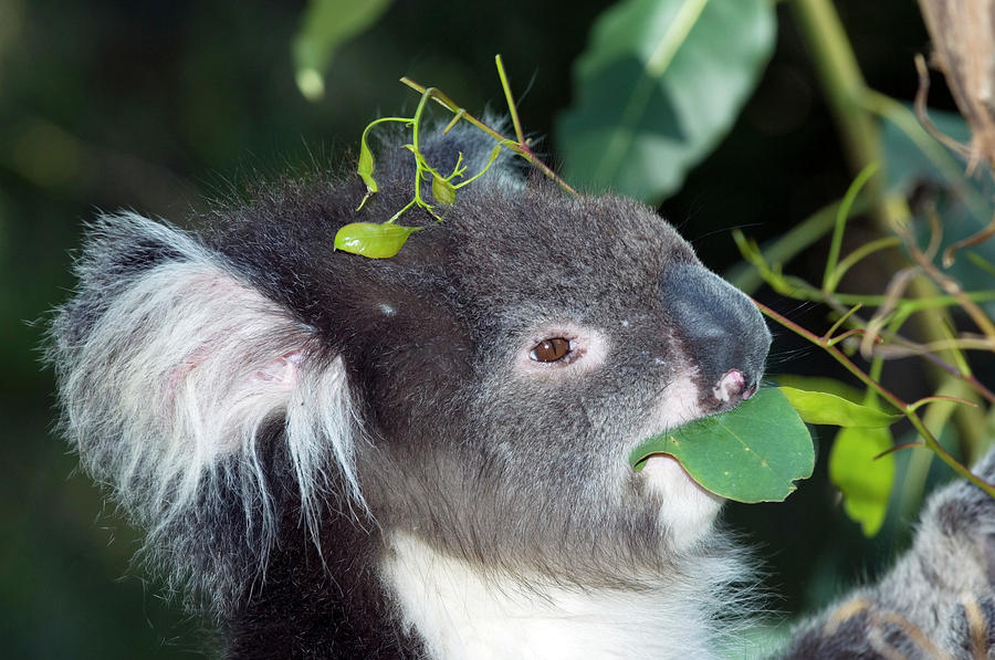 Wildlife Photograph - Koala #2 by Tony Camacho/science Photo Library