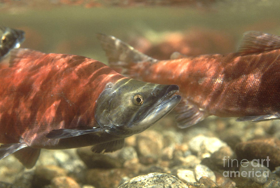 Kokanee Salmon Photograph by William H. Mullins