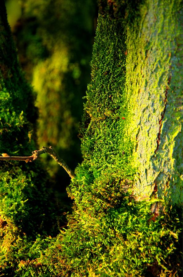 Kreder Road Tree Moss 20975 Photograph