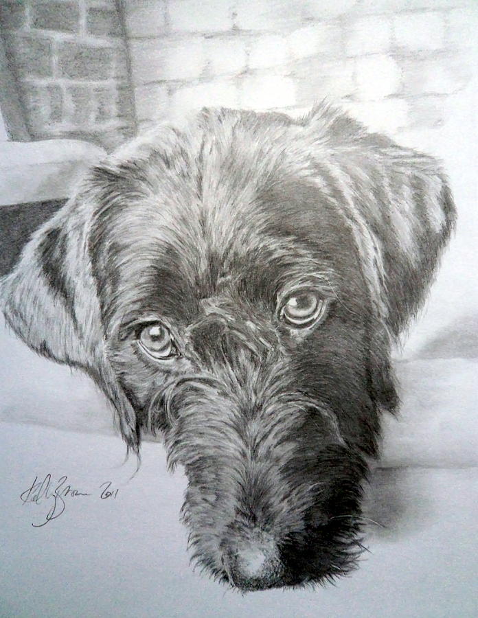 Labradoodle Drawing by Skyrah Saunders