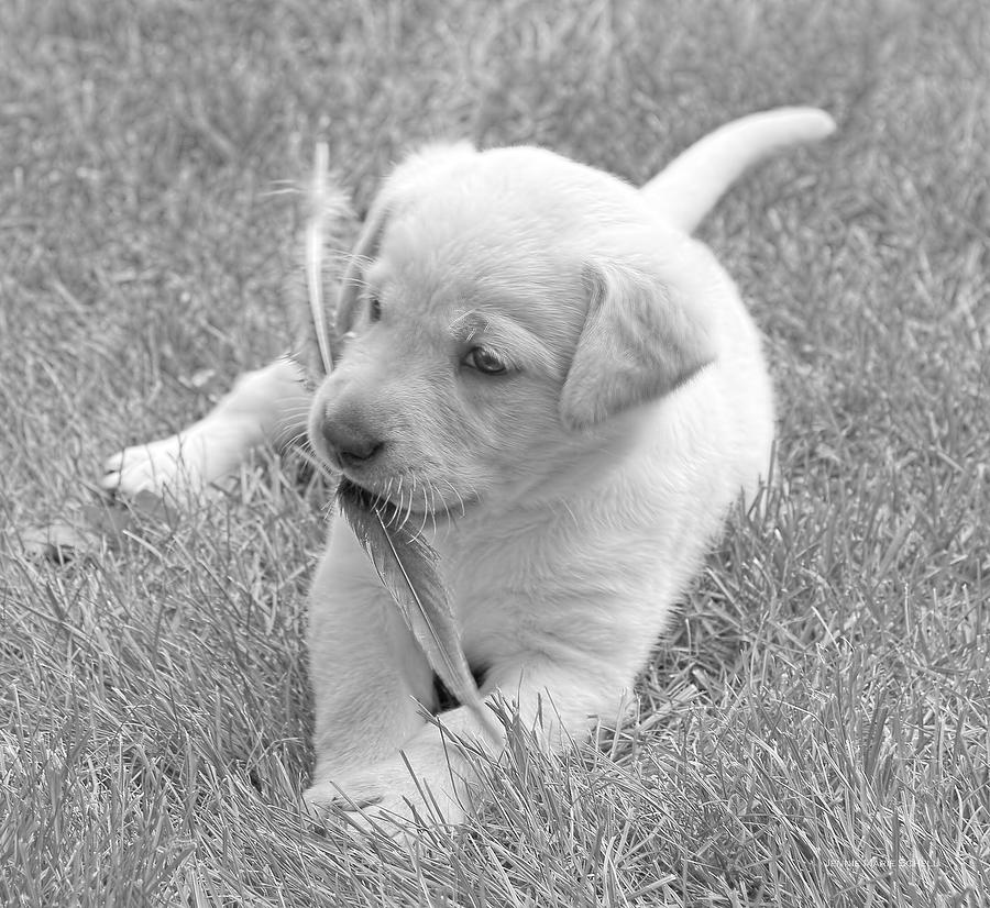 Black And White Photograph - Labrador Retriever Puppy and Feather #2 by Jennie Marie Schell