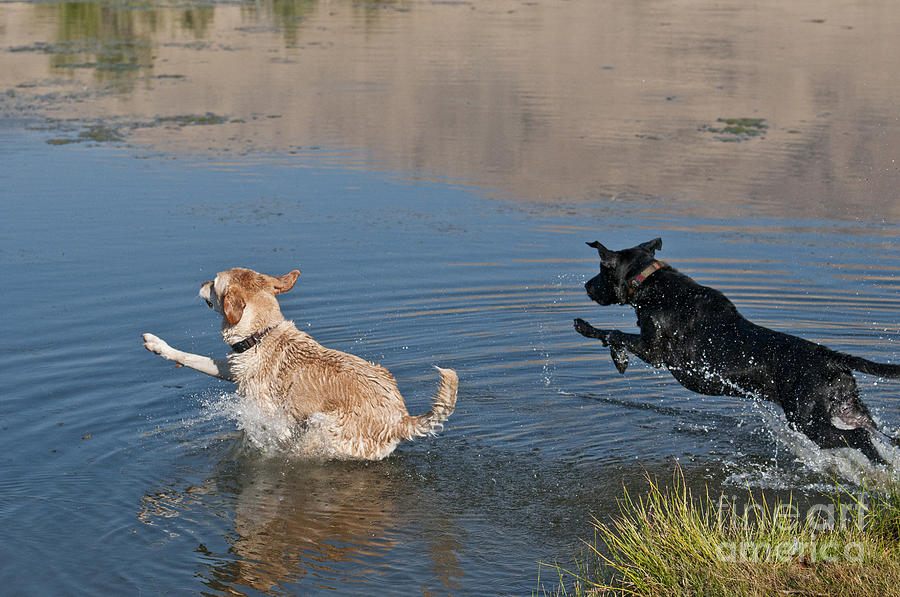 Labrador Retrievers In Pond #2 Photograph by William H. Mullins