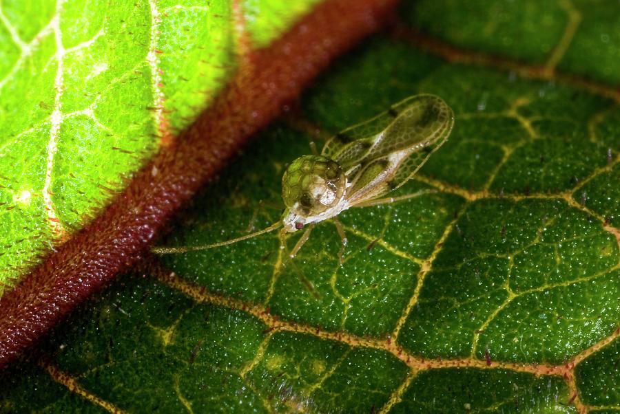 Lace Bug #2 Photograph by Science Photo Library Lace Bug #2 Photograph by Science Photo Library