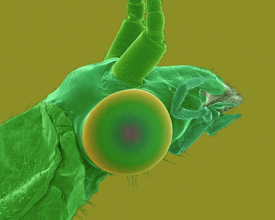 Lacewing Head #2 Photograph by Science Photo Library Lacewing Head #2 Photograph by Science Photo Library
