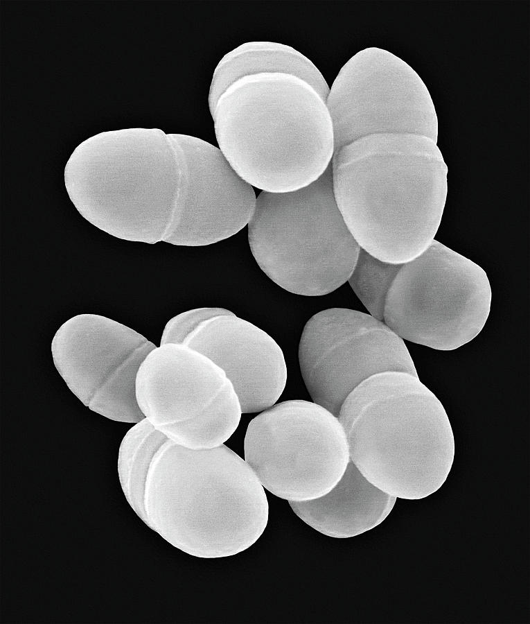 streptococcus lactis microscopic