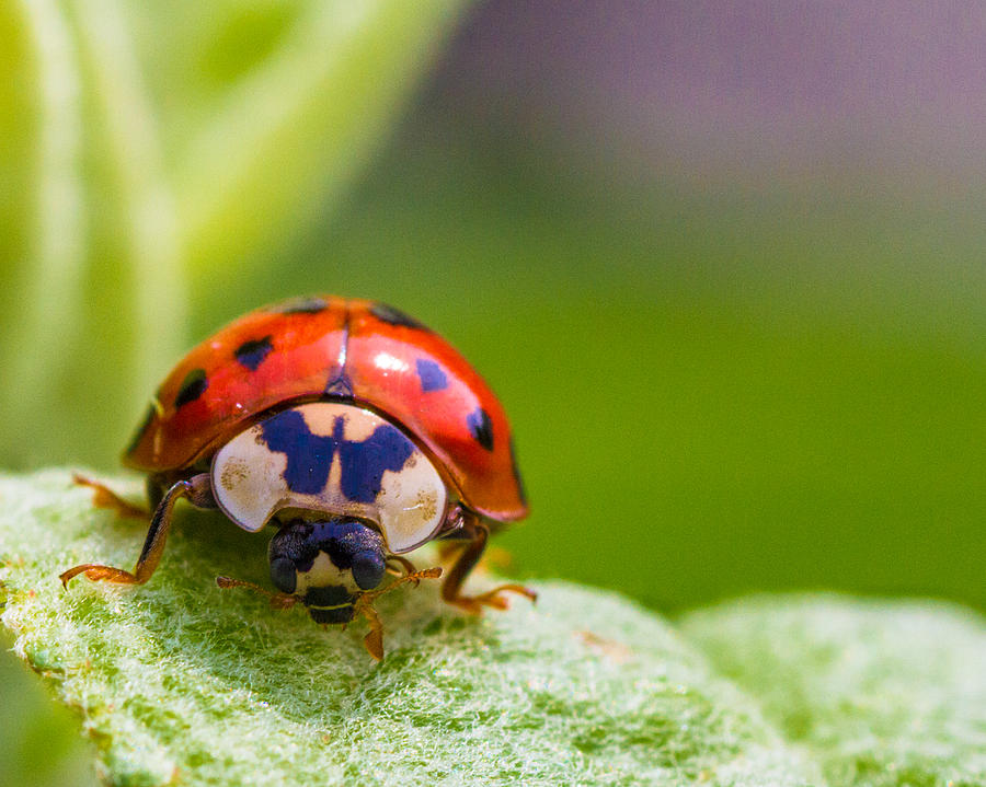 Nature Photograph - Lady Bug On Leaf #2 by Lowell Monke