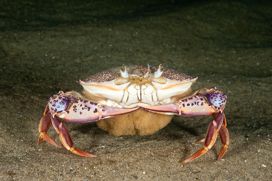 Lady Crab #8 Photograph by Andrew J Martinez