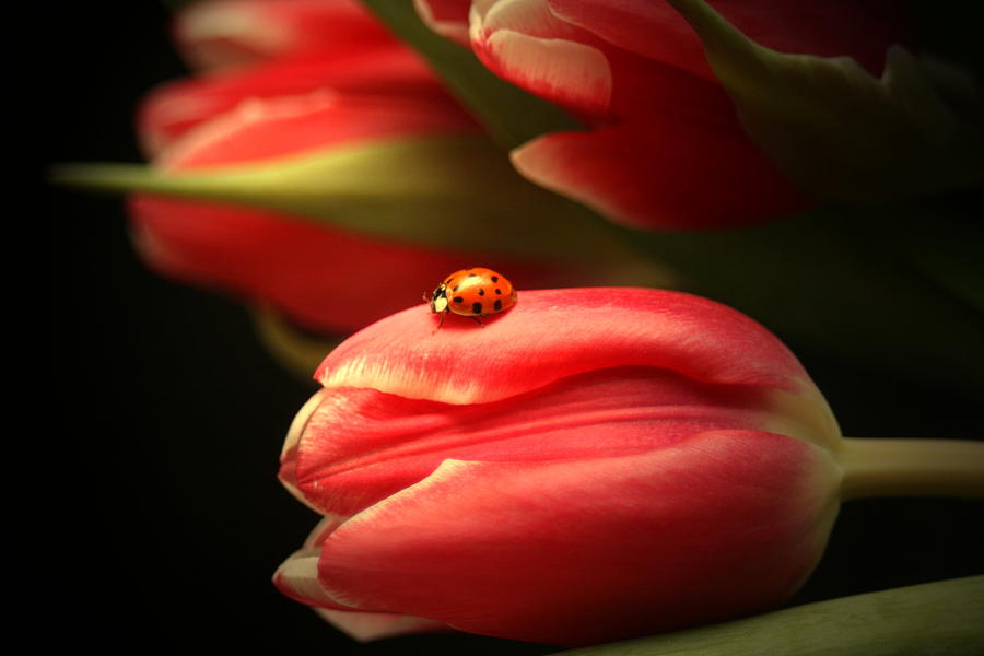 Ladybug Photograph - Ladybug and Tulip #1 by Linda Fowler