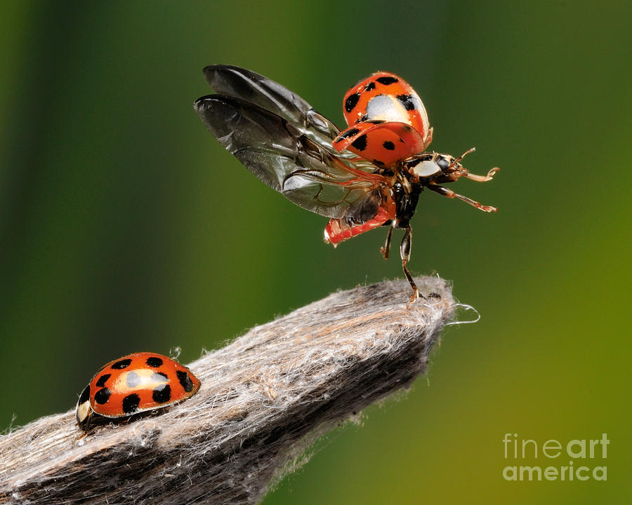 Ladybug Taking Off Photograph by Scott Linstead