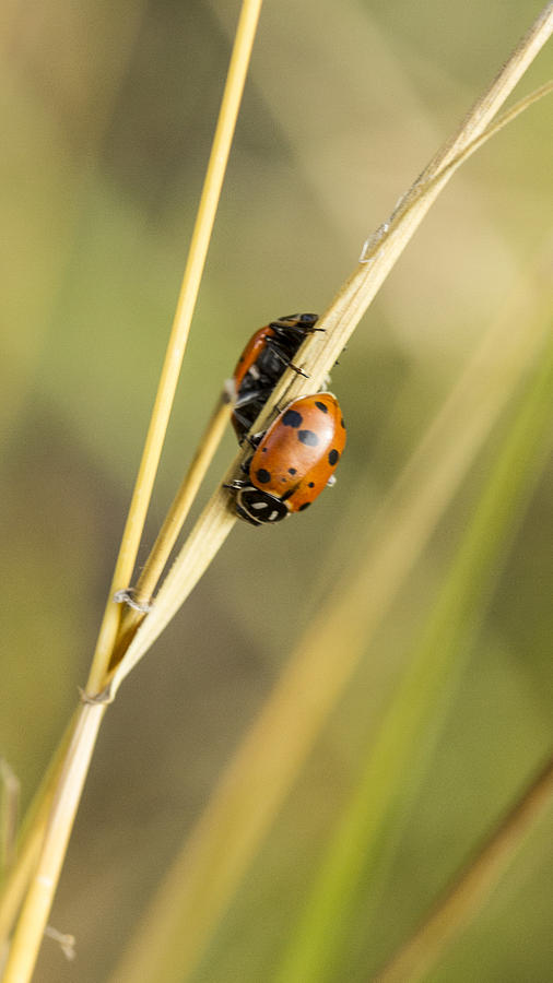 2 Ladybugs Crawling Photograph by Jean Noren