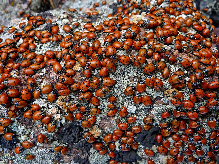 Ladybugs #2 Photograph by George Tuffy