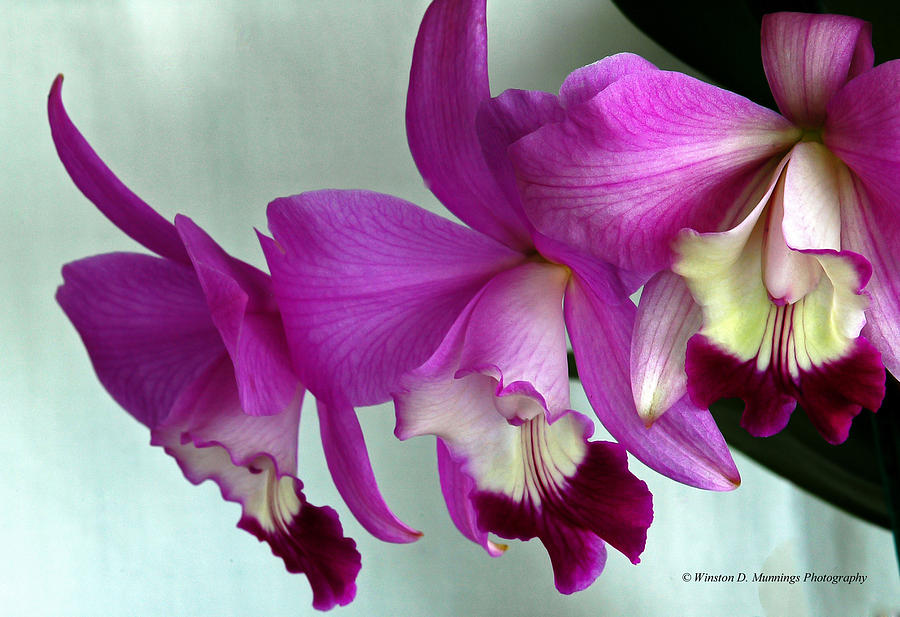 Laeliocattleya Orchid #2 Photograph by Winston D Munnings