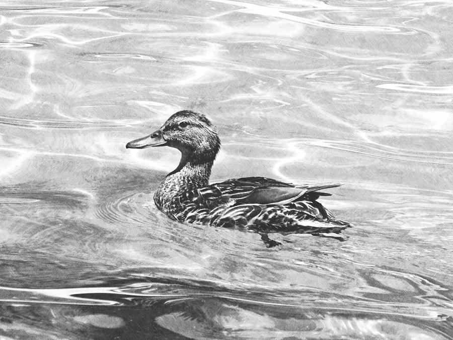 Lake Tahoe Duck #2 Photograph by Frank Wilson