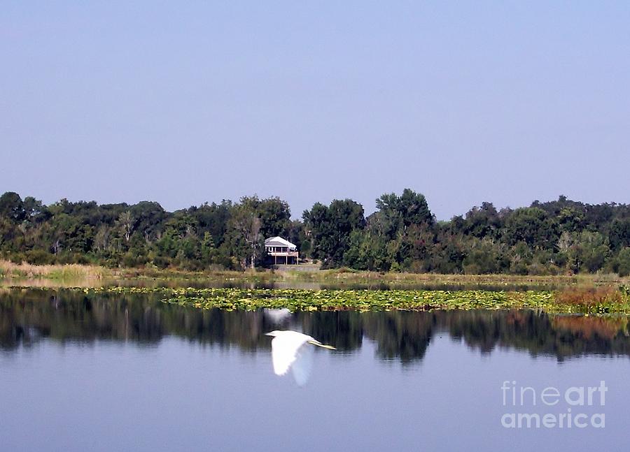 Reflections - Lake Weir Photograph by D Hackett - Fine Art America