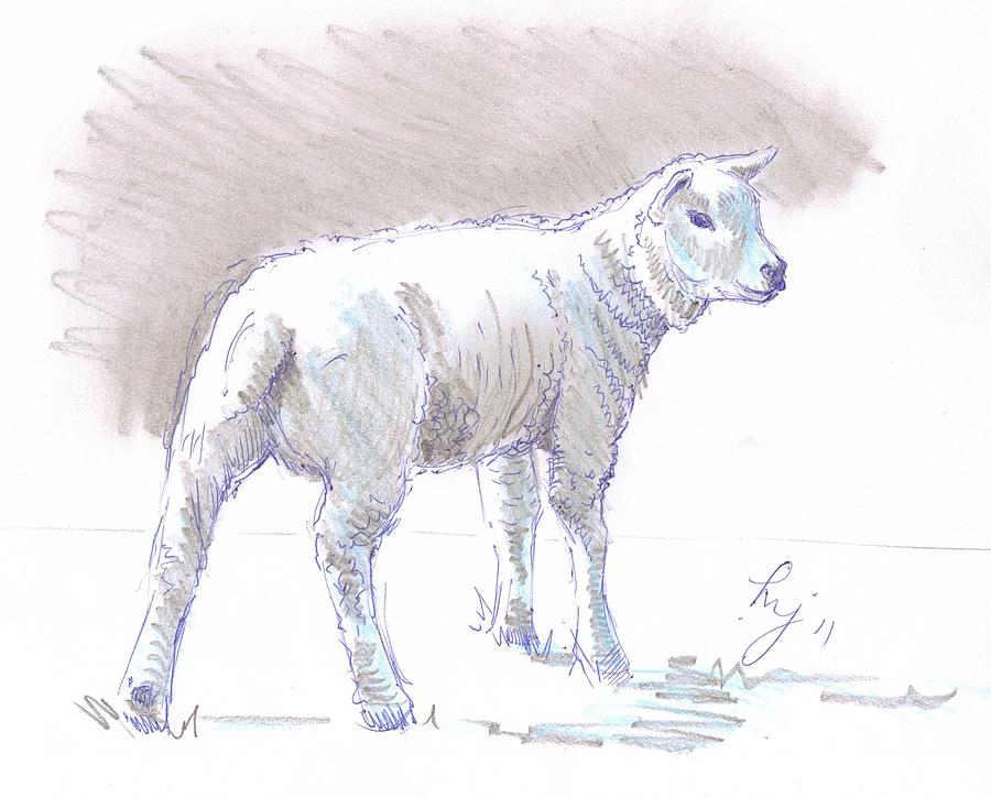 Lamb #2 Drawing by Mike Jory