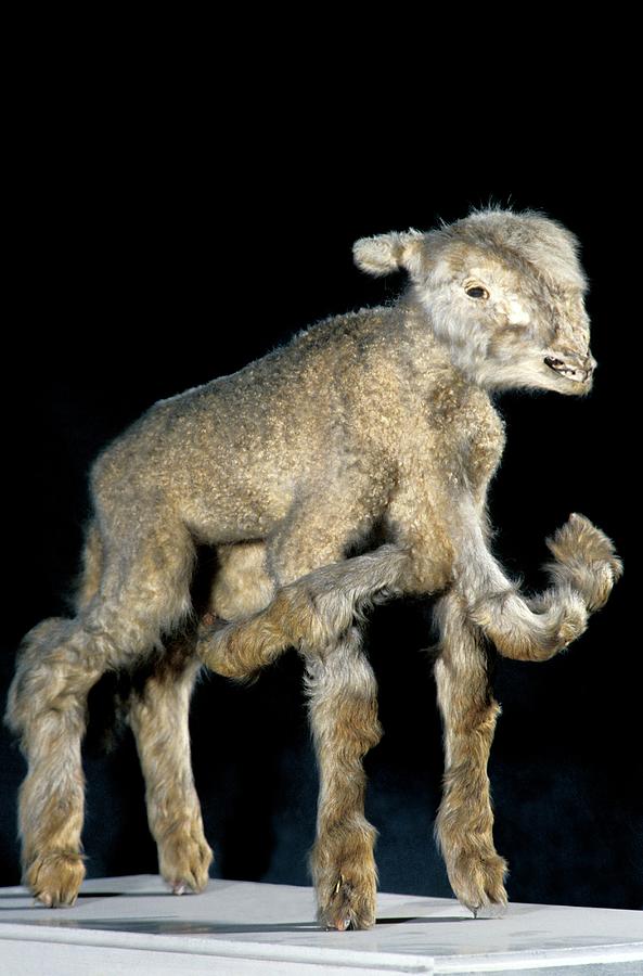 Lamb With Polymelia Birth Deformity #2 Photograph by Patrick Landmann/science Photo Library