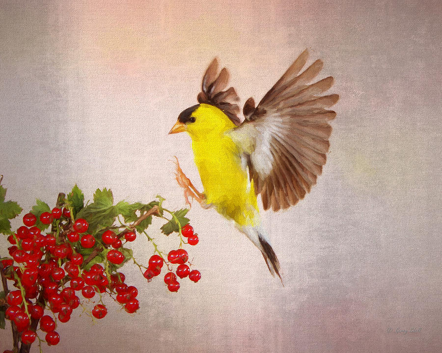 Landing For A Quick Charge At The Currant Bush #2 Digital Art by Gerry Sibell