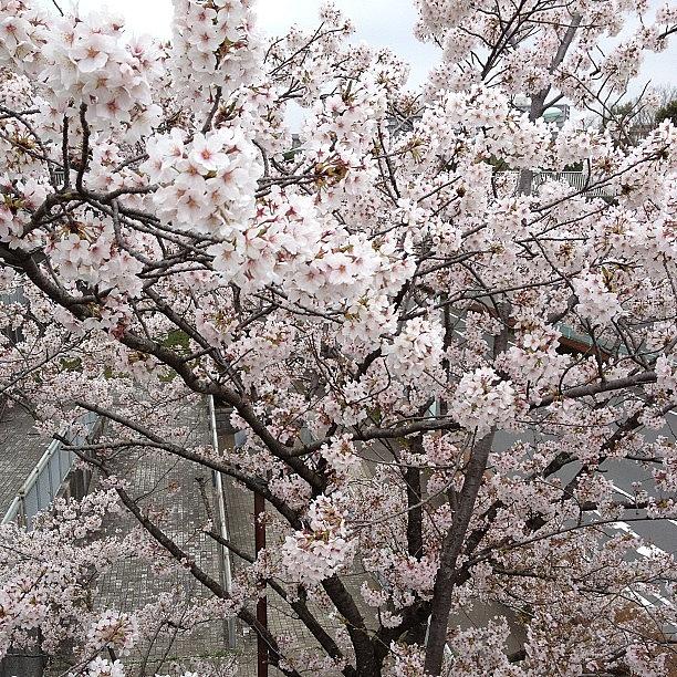 Landscape Photograph - #landscape #cherryblossoms #2 by Tokyo Sanpopo
